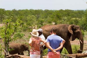 Elephant Encounters at the sanctuary