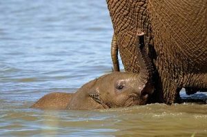 The Elephant Safari in Victoria Falls