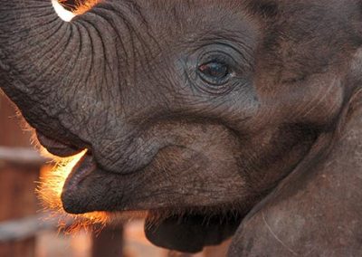 Orphaned baby elephant at the sanctuary