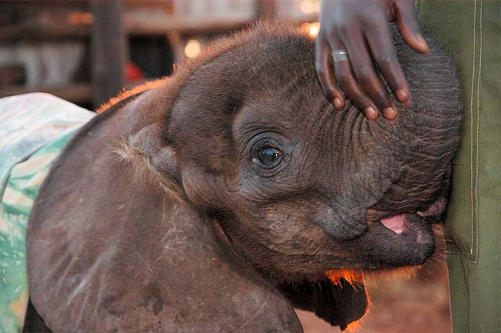 Chizi the baby elephant at the Elephant Camp sanctuary