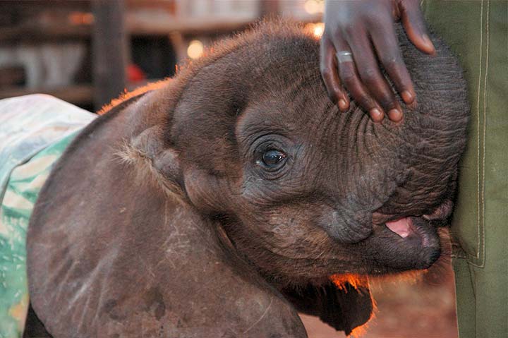 A Brief History Of The Elephant Sanctuary