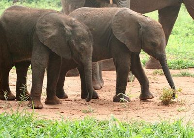 Baby elephants walking at orphanage
