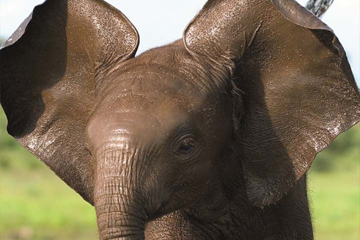 Orphaned baby elephant being looked after.