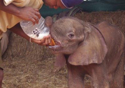 Feeding a baby elephant by hand