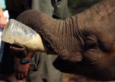 Baby elephant being fed at the orphange