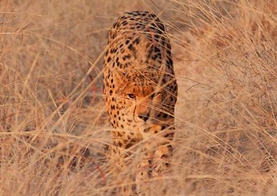 Sylvester the cheetah walking in the tall grass