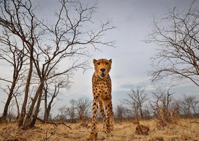 Sylvester the cheetah ambassador