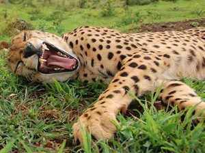 Sylvester the cheetah yawning lazily