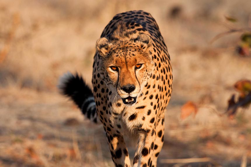 Activities in Victoria Falls - Sylvester the cheetah