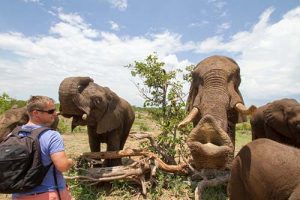 Elephant Activities in Vic Falls