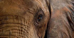 The Elephant Camp Safari Lodge - Activities - Elephant Encounters