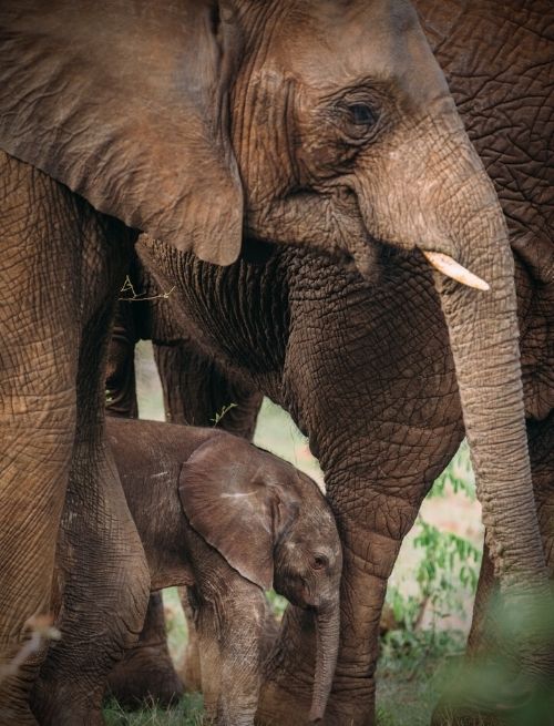 baby-elephant-with-mother